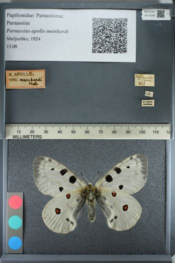 Media type: image;   Entomology 175084